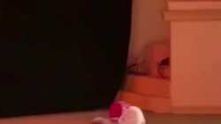 Titere, marioneta oh sorpresa de luchadores sumo