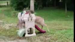 In the Air Tonight - Phil Collins Deer Fail