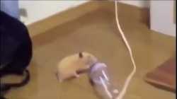 Dancing Rat